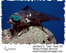 horsefly