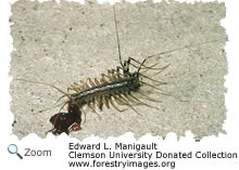 centipede