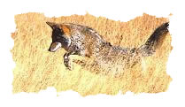 coyote