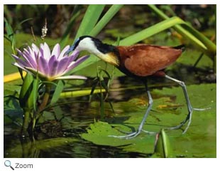 Jacana