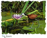 African Jacana