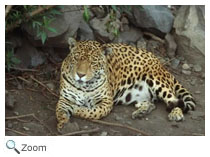 Jaguar