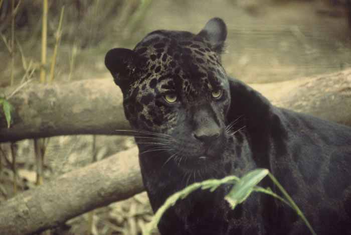 Jaguar Mother