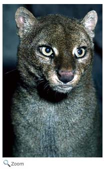 Jaguarundi