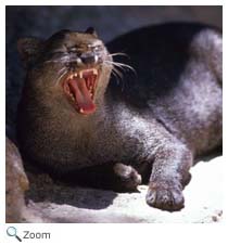Jaguarundi