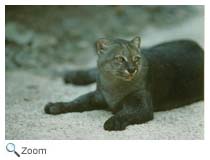 Jaguarundi