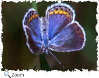 Karner Blue Butterfly
