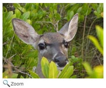 Deer