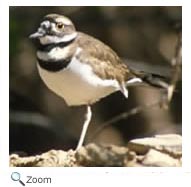 Killdeer