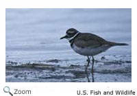 Killdeer