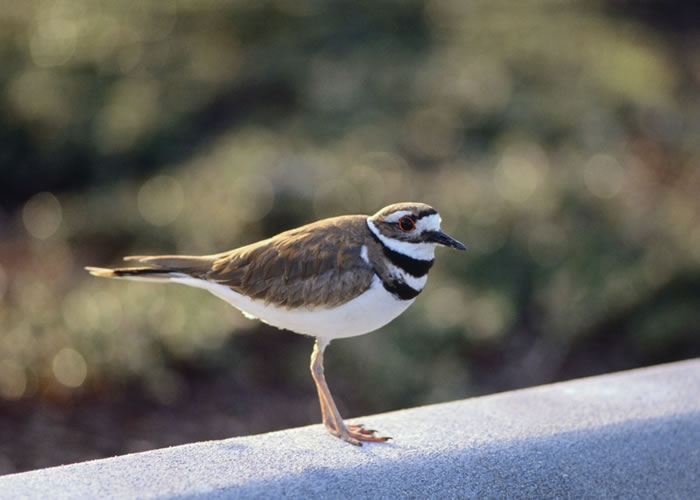 killdeer-charadrius-vociferus-wildlife-journal-junior