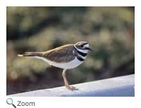 Killdeer