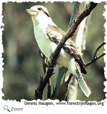 kookaburra
