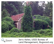 Kudzu