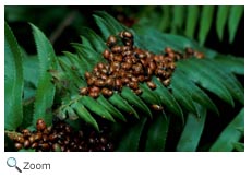 Lady bugs