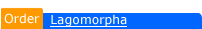 Lagomorpha