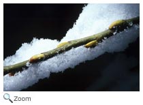 Snow