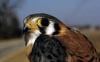 American Kestrel