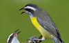 Bananaquit