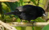 Blue-black Grassquit 