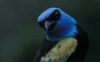 blue necked tanager