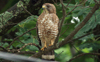 Broad-winged Hawk