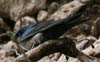 Brown-bellied Swallow