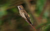 Brown Violetear