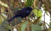 Capped Conebill 