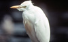 Cattle Egret