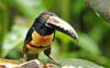 Collared Aracari