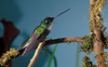 Collared Inca