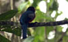 Collared Trogon