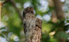 Common Potoo