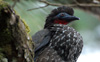 Crested Guan