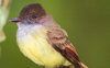 Dusky-capped Flycatcher