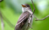 Eastern Wood-Pewee   