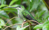 Green-crowned Brilliant 