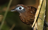 Immaculate Antbird