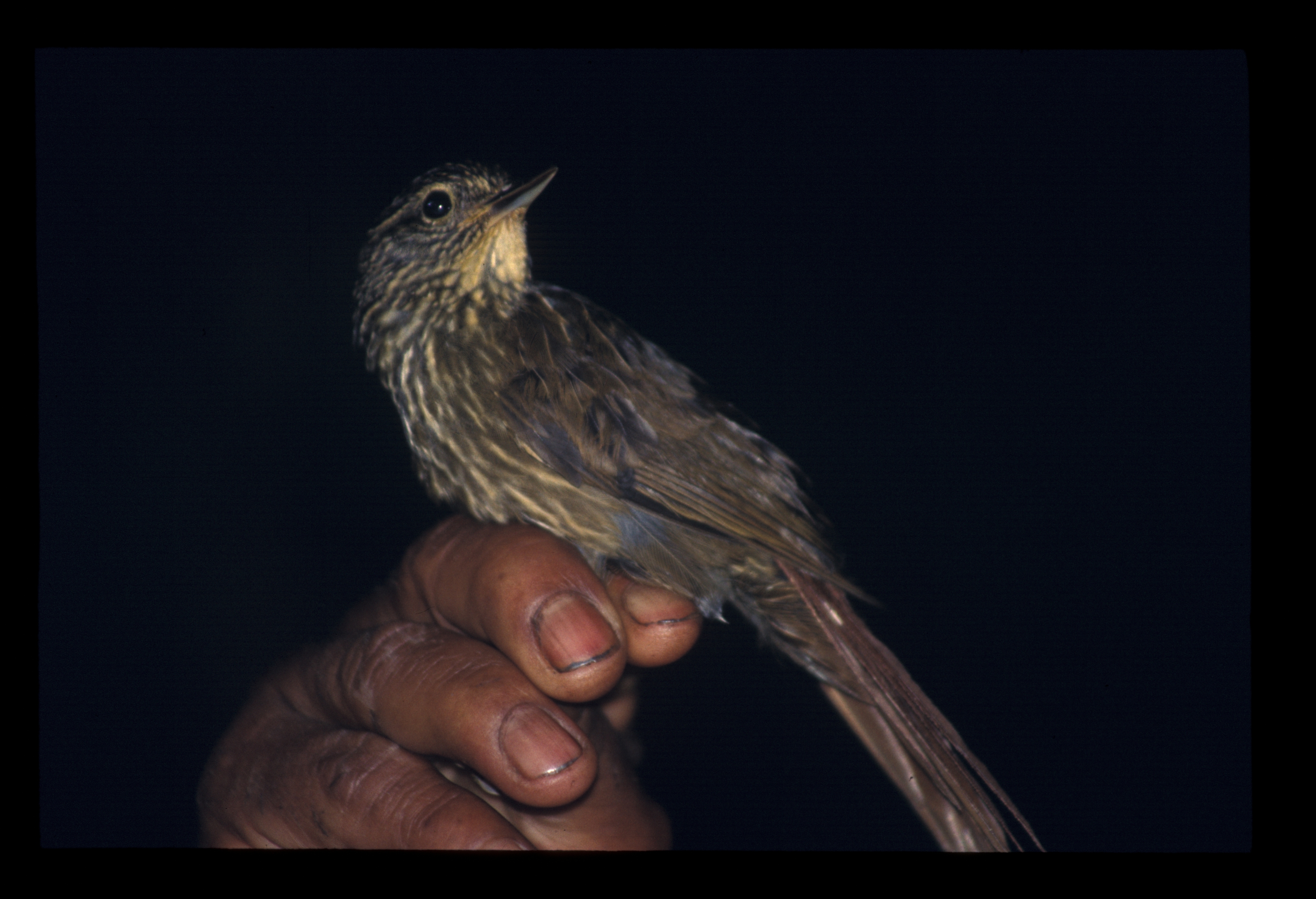 Lineated Foliage-gleaner