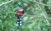 Masked Trogon 