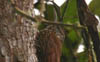 Montane Woodcreeper 