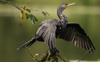 Neotropical Cormorant