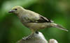 Palm Tanager