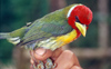 Red-headed Barbet