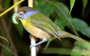 Rufous-browed Peppershrike 