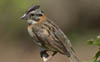 Rufous-collared Sparrow