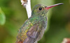 Rufous-tailed Hummingbird