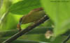 Russet Antshrike 