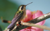 Speckled Hummingbird